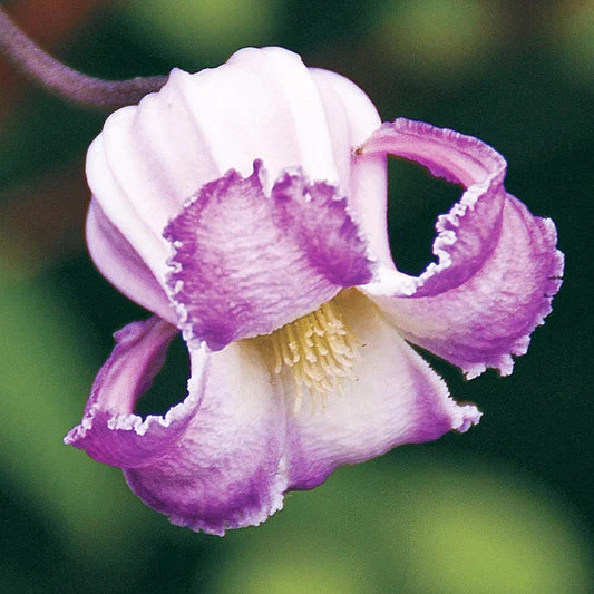 Clematis Crispa - Image 3