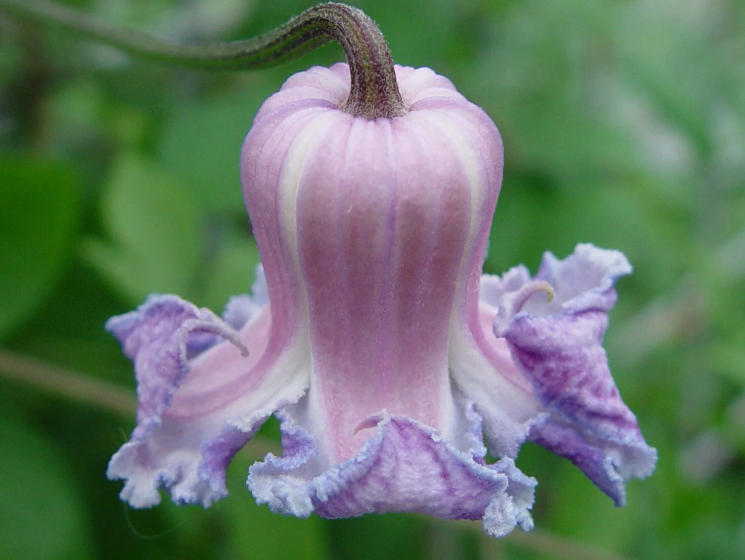 Clematis Crispa - Image 4