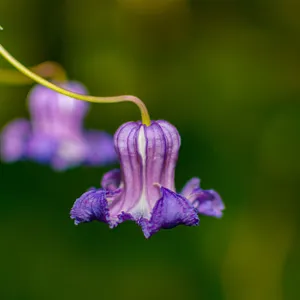 Clematis Crispa - Image 5