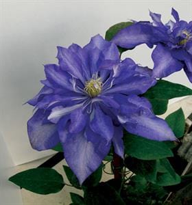 Clematis Daniel Deronda - Image 2