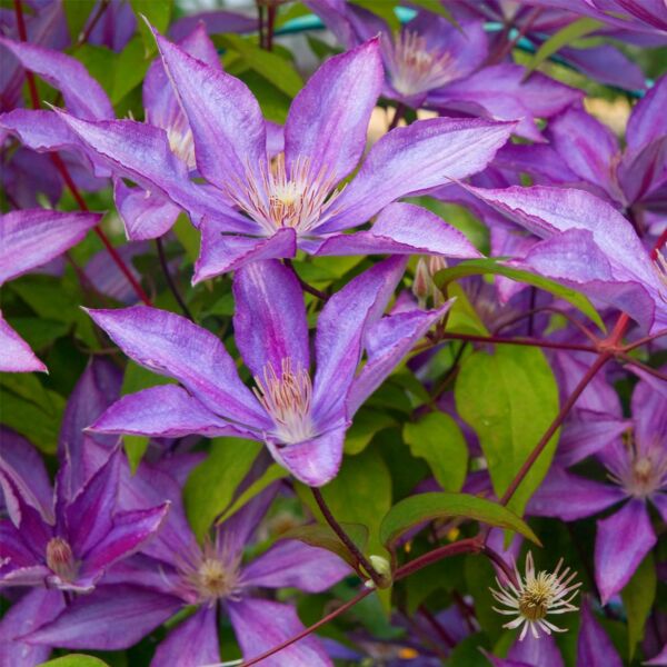 Clematis Dorothy Walton - Image 2