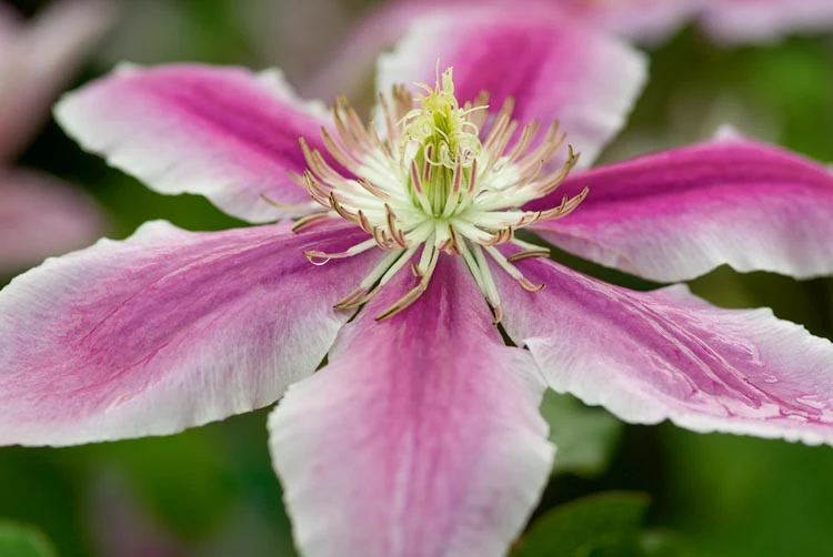 Clematis Dr. Ruppel - Image 2
