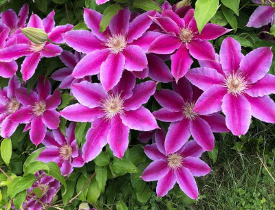 Clematis Dr. Ruppel - Image 3