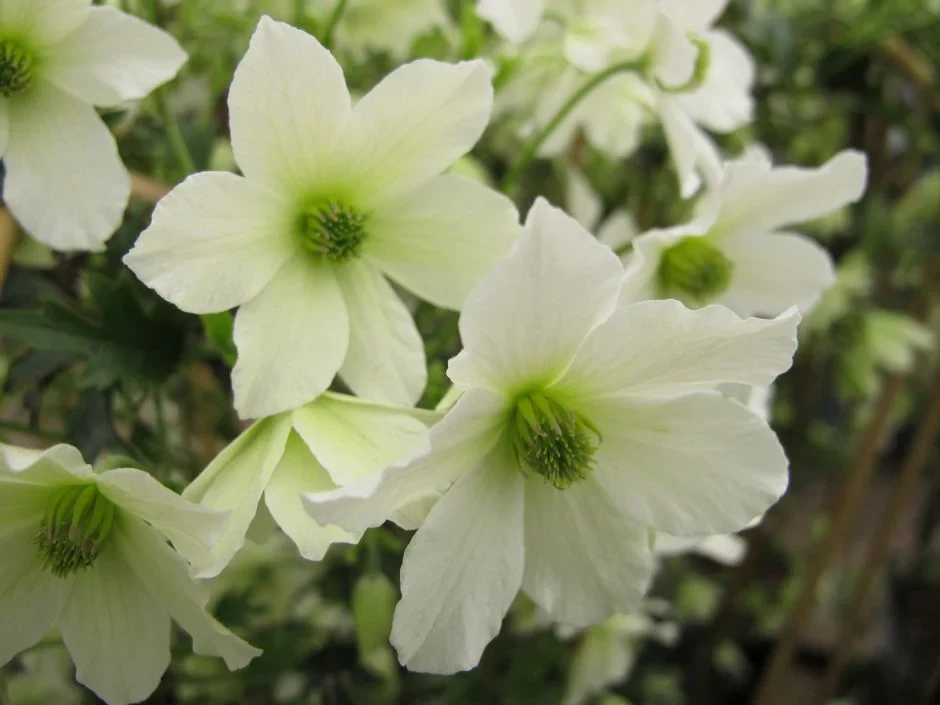 Clematis Early Sensation - Image 2