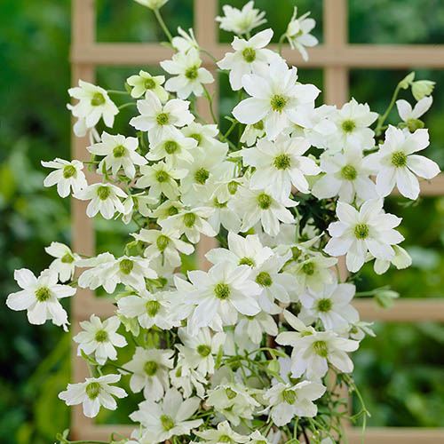 Clematis Early Sensation - Image 3