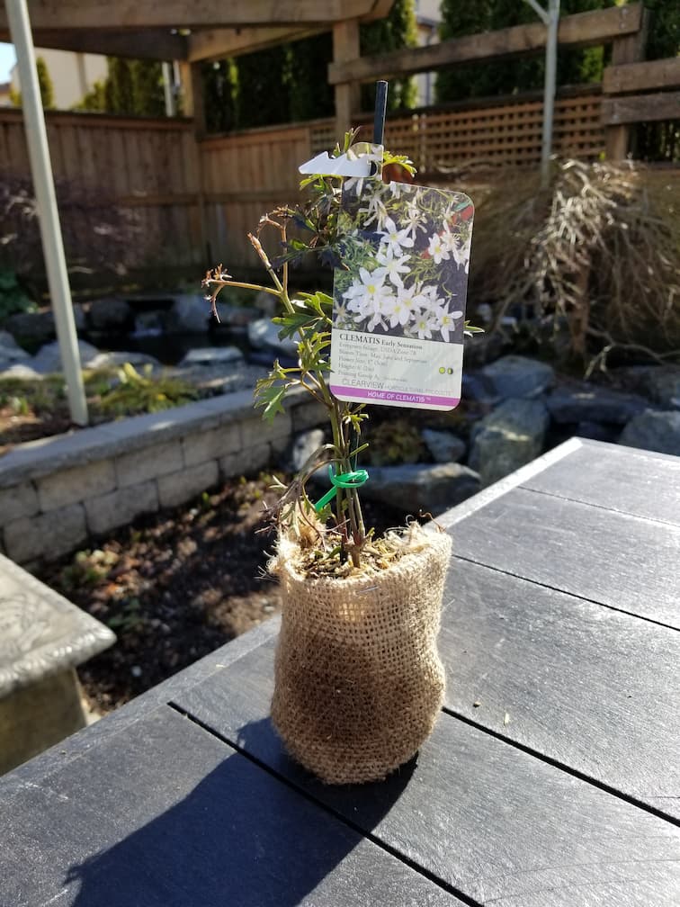 Clematis Early Sensation - Image 4
