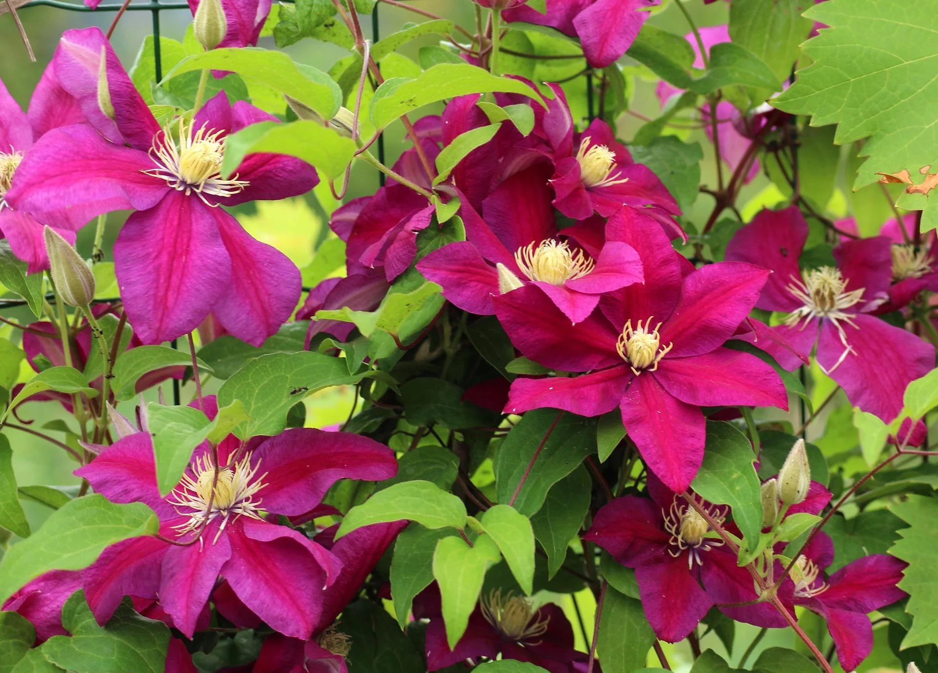 Clematis Earnest Markham - Image 3
