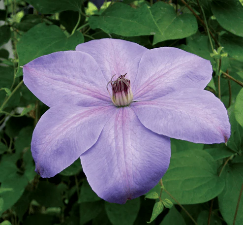 Clematis Elsa Spath - Image 2