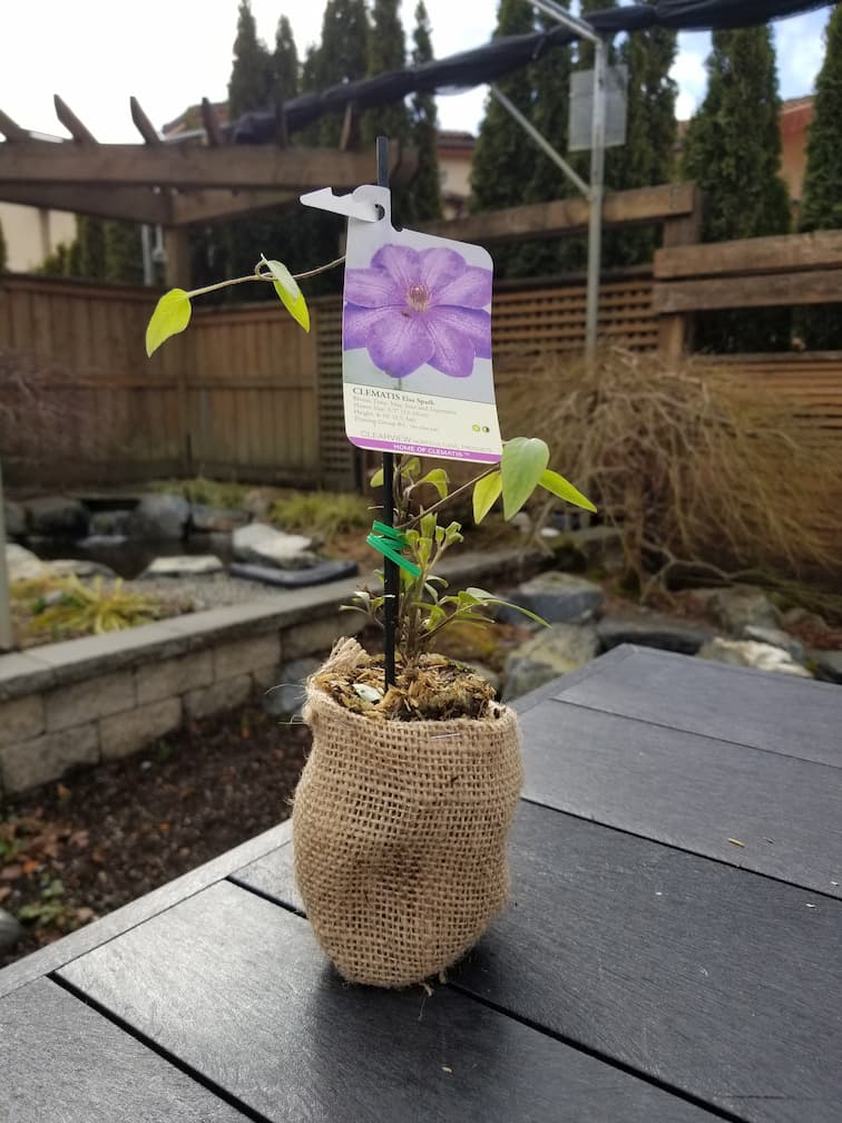 Clematis Elsa Spath - Image 3