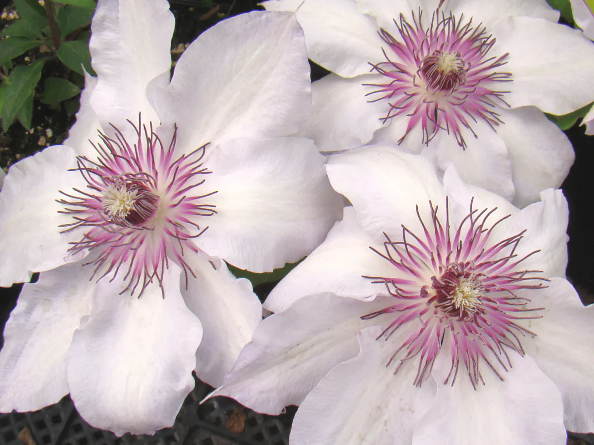 Clematis Fair Rosamund - Image 2