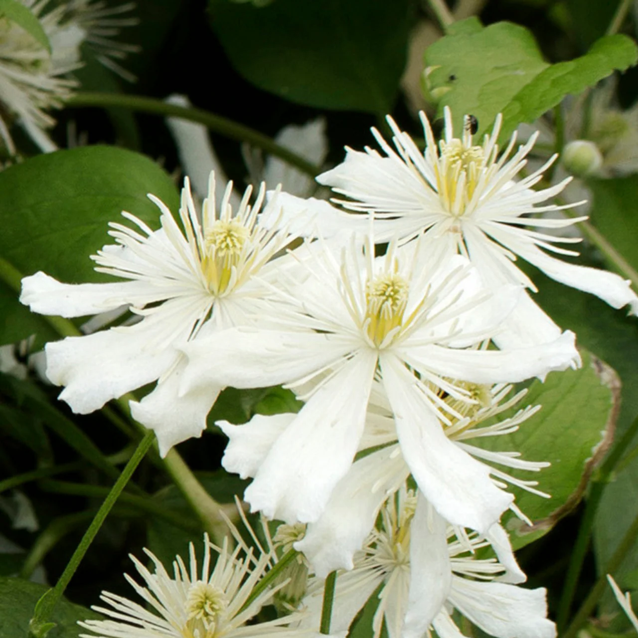 Clematis Fargesioides