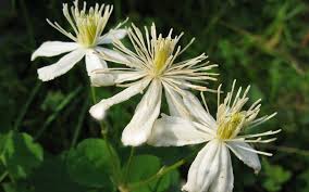 Clematis Fargesioides - Image 4