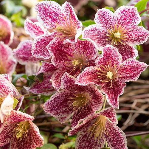 Clematis Cirrhosa Freckles - Image 2