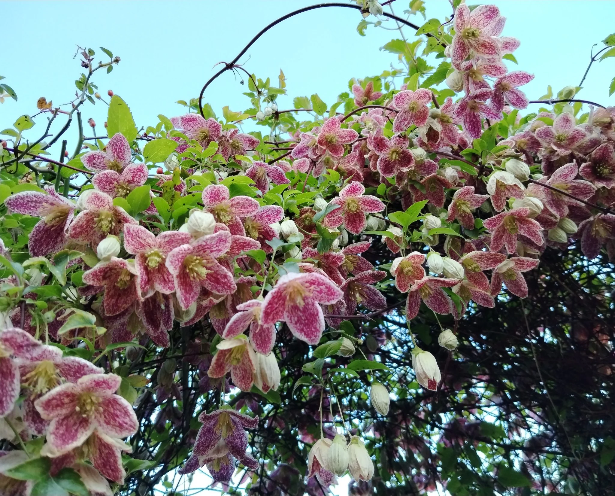 Clematis Cirrhosa Freckles - Image 3