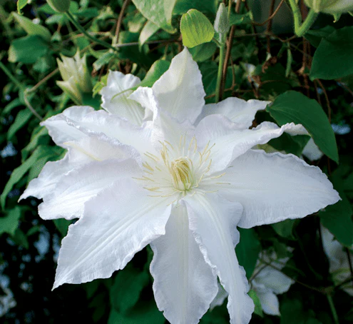 Clematis Gillian Blades - Image 2