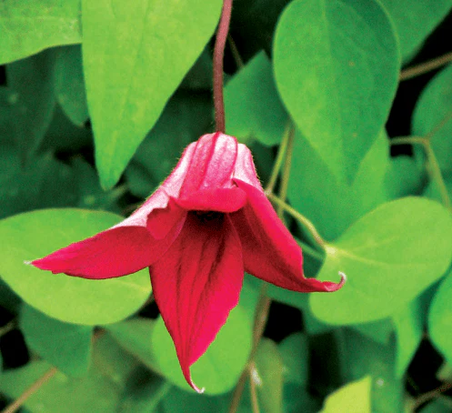 Clematis Texensis Gravetye Beauty - Image 2