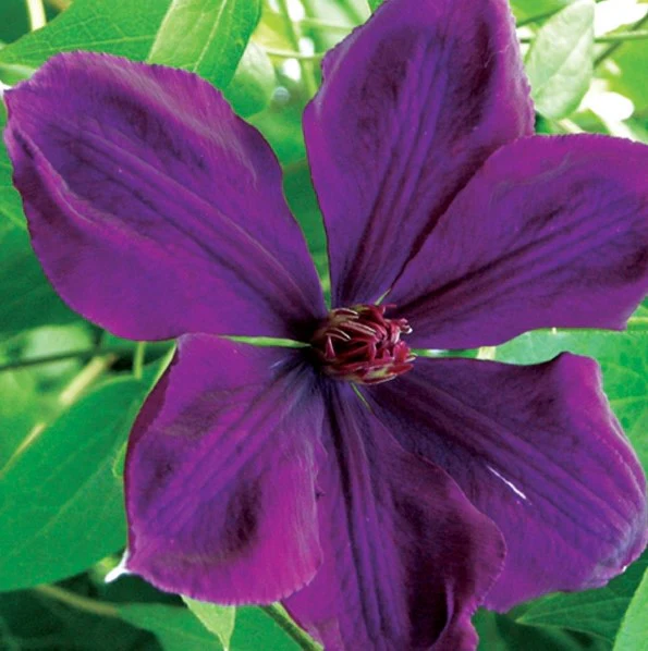 Clematis Gypsy Queen - Image 2