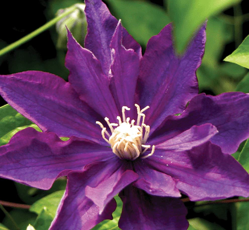 Clematis Haku Ookan - Image 2
