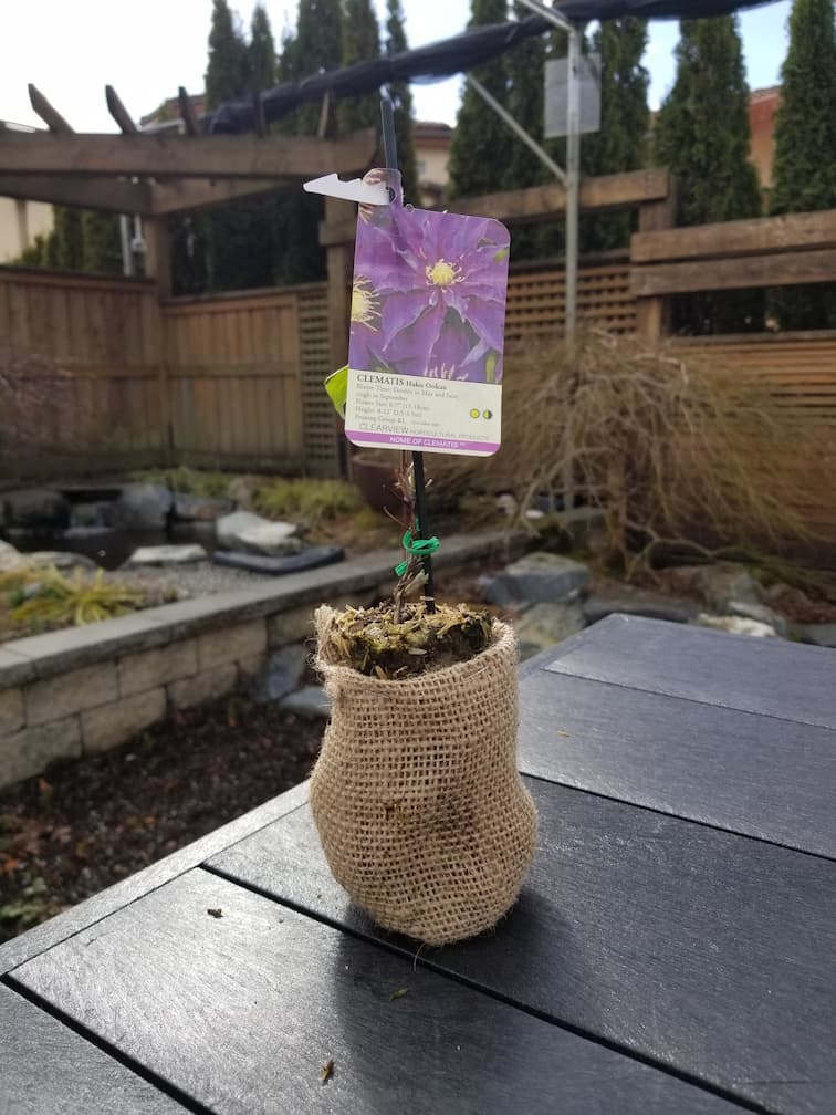 Clematis Haku Ookan - Image 3