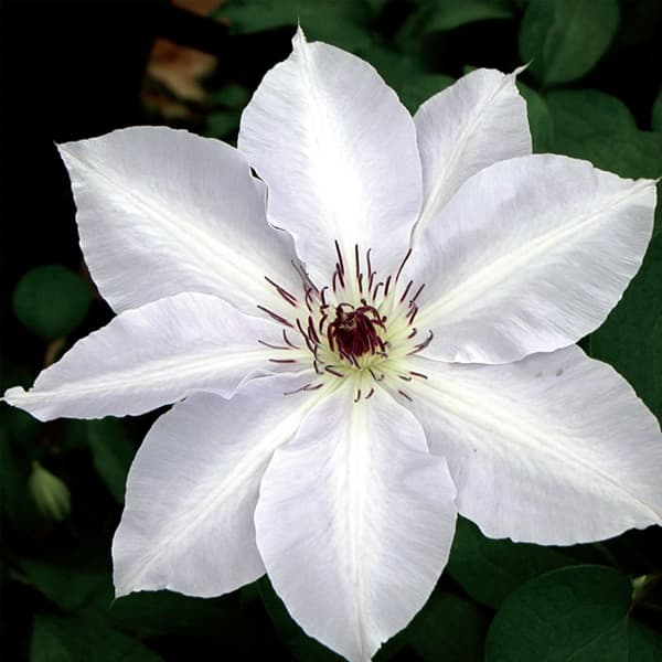 Clematis Halina Noll