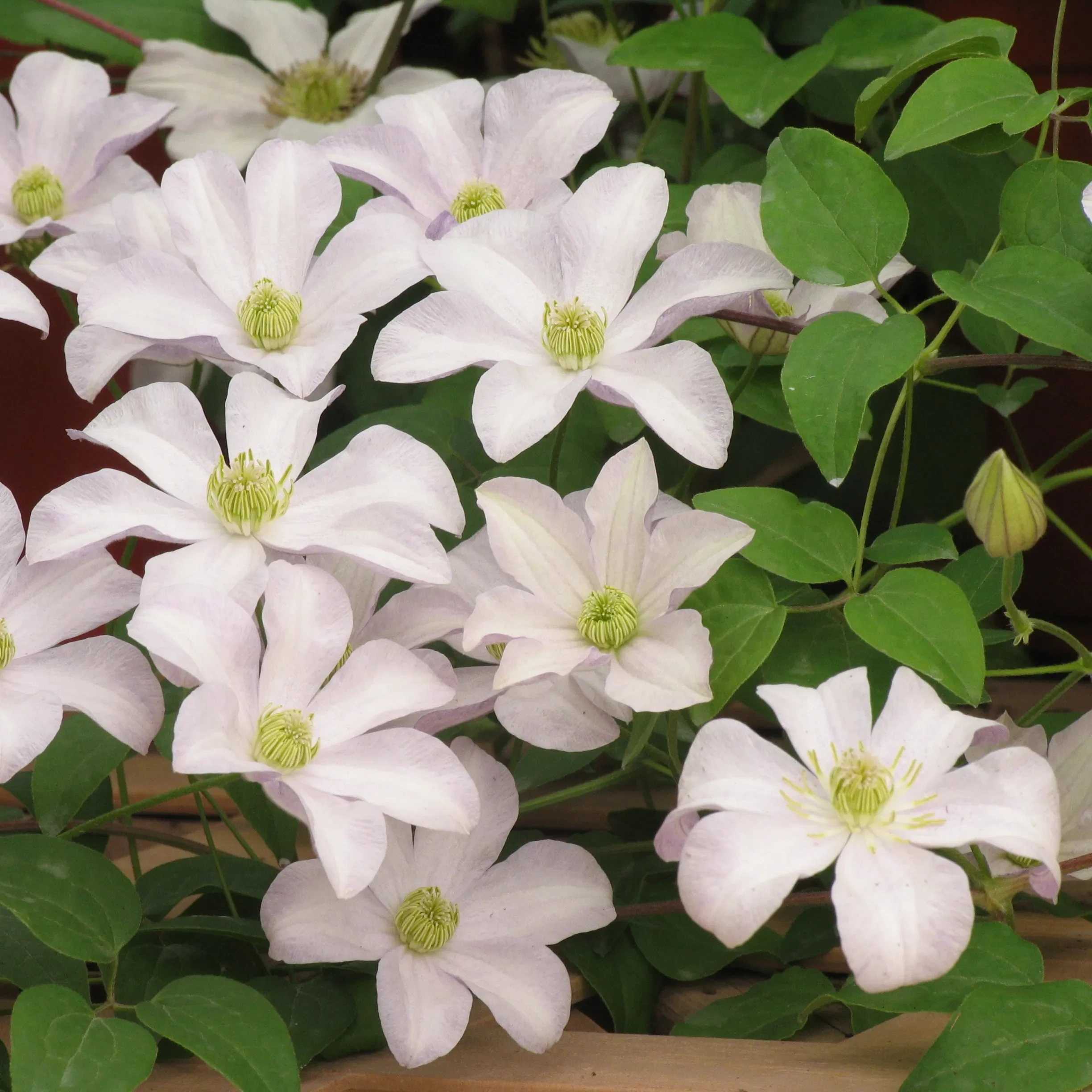 Clematis Huldine - Image 2