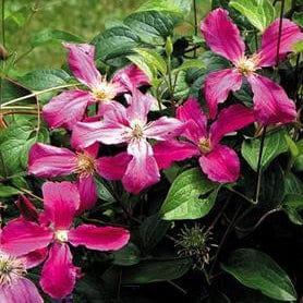 Clematis Inspiration - Image 2