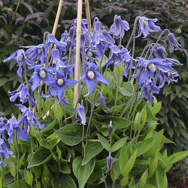 Clematis Integrifolia Blue Boy - Image 2