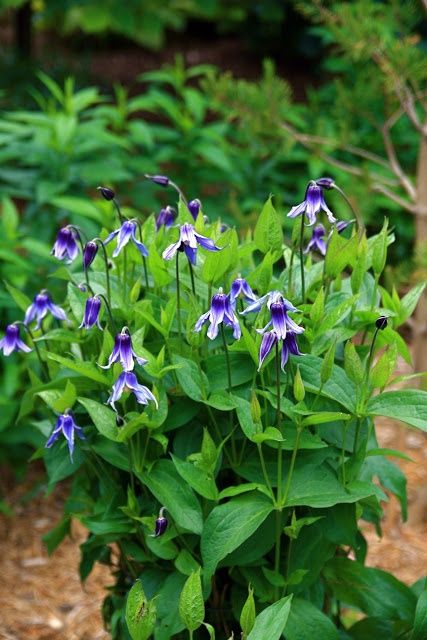 Clematis Integrifolia Blue Boy - Image 3