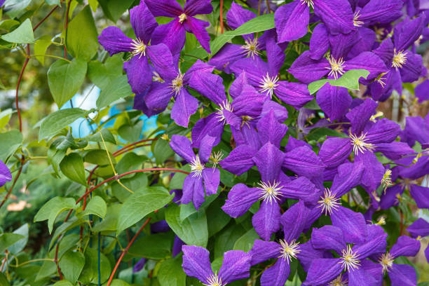 Clematis Jackmanii - Image 2