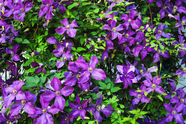 Clematis Jackmanii - Image 3