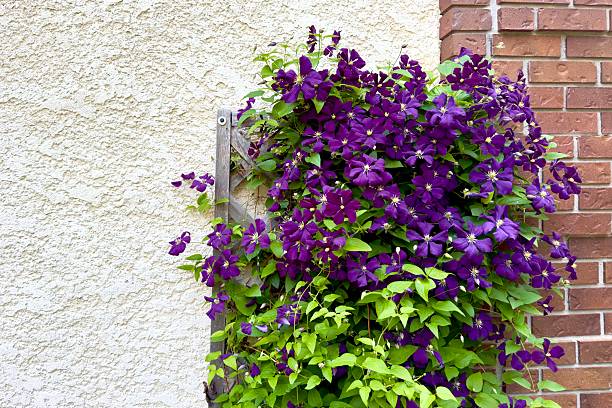 Clematis Jackmanii - Image 4