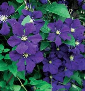 Clematis Jackmanii - Image 5