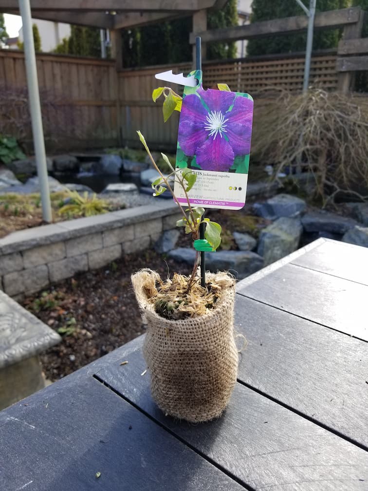 Clematis Jackmanii Superba - Image 2