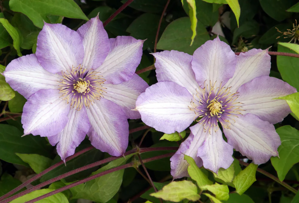Clematis Joan Picton - Image 2