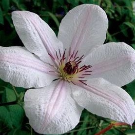 Clematis John Paul II - Image 2