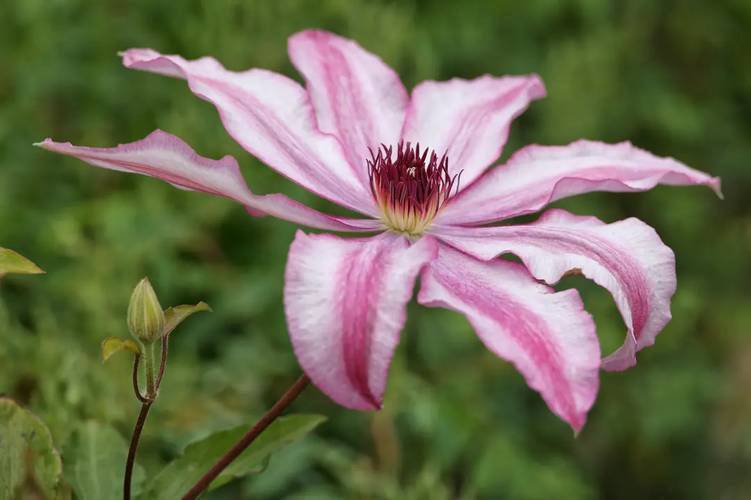 Clematis John Warren - Image 2