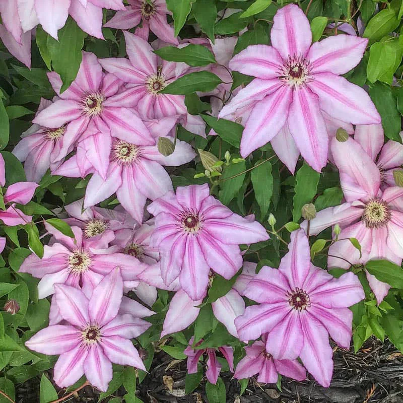 Clematis John Warren - Image 3