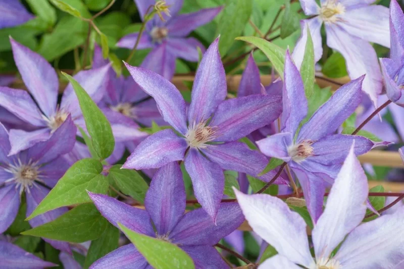 Clematis Kathleen Dunford - Image 3