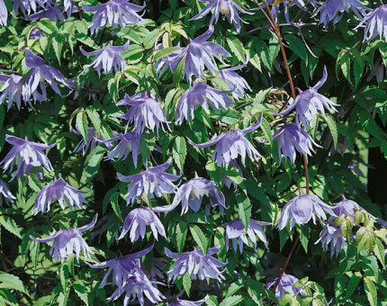 Clematis Macropetala Lagoon - Image 2
