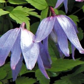 Clematis Macropetala Lagoon - Image 3