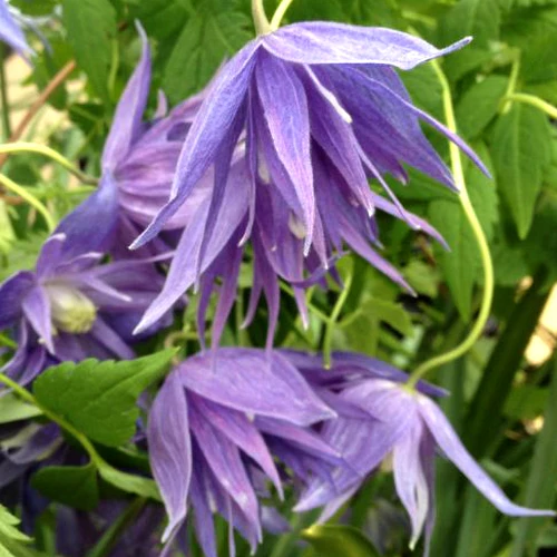 Clematis Macropetala Lagoon - Image 4