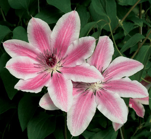 Clematis Lincoln Star - Image 2