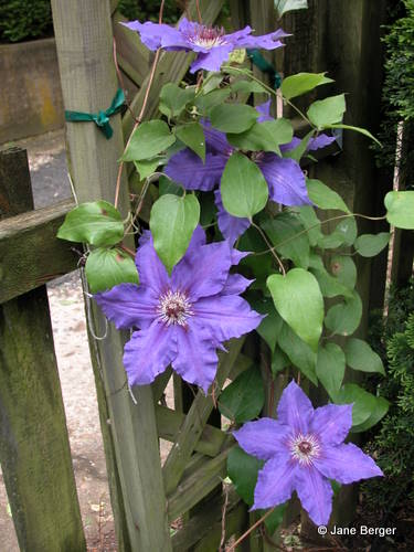 Clematis Lord Neville - Image 2