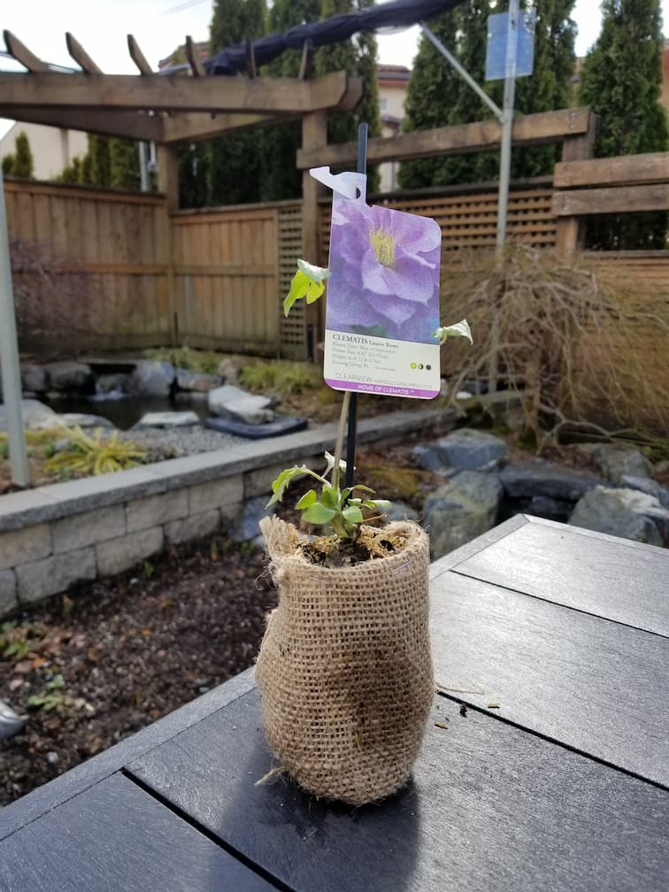 Clematis Louise Rowe - Image 4