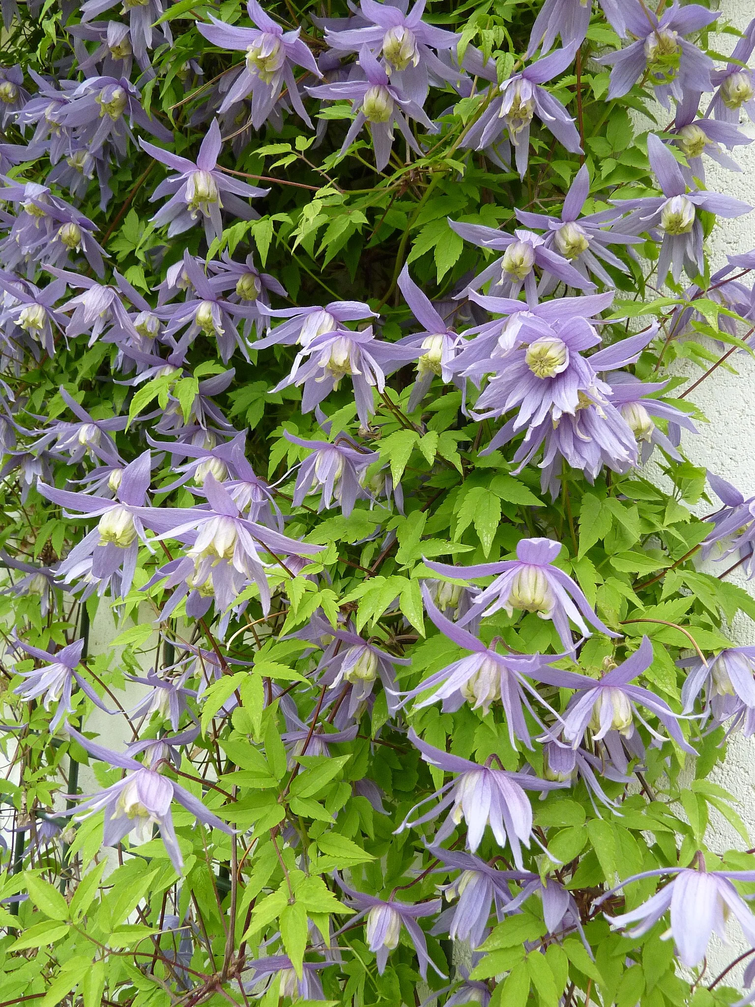 Clematis Macropetala Bluebird - Image 2