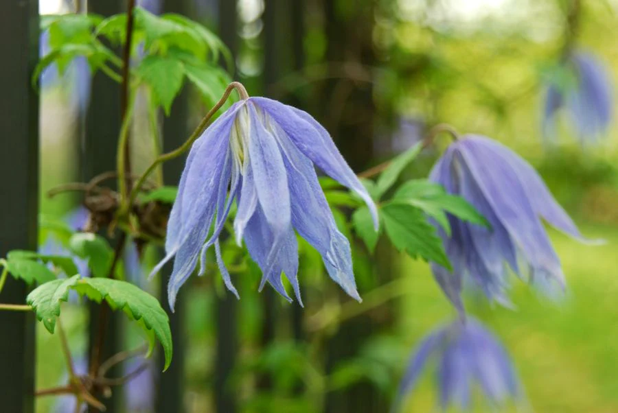 Clematis Macropetala Bluebird - Image 3