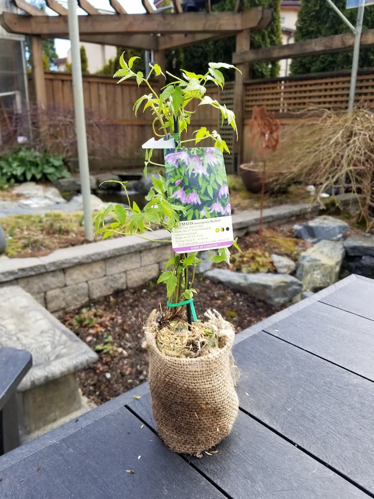 Clematis Macropetala Bluebird - Image 4