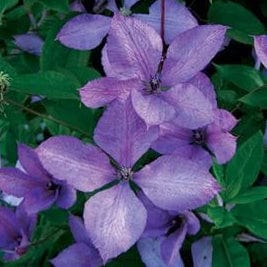 Clematis Margaret Hunt - Image 2