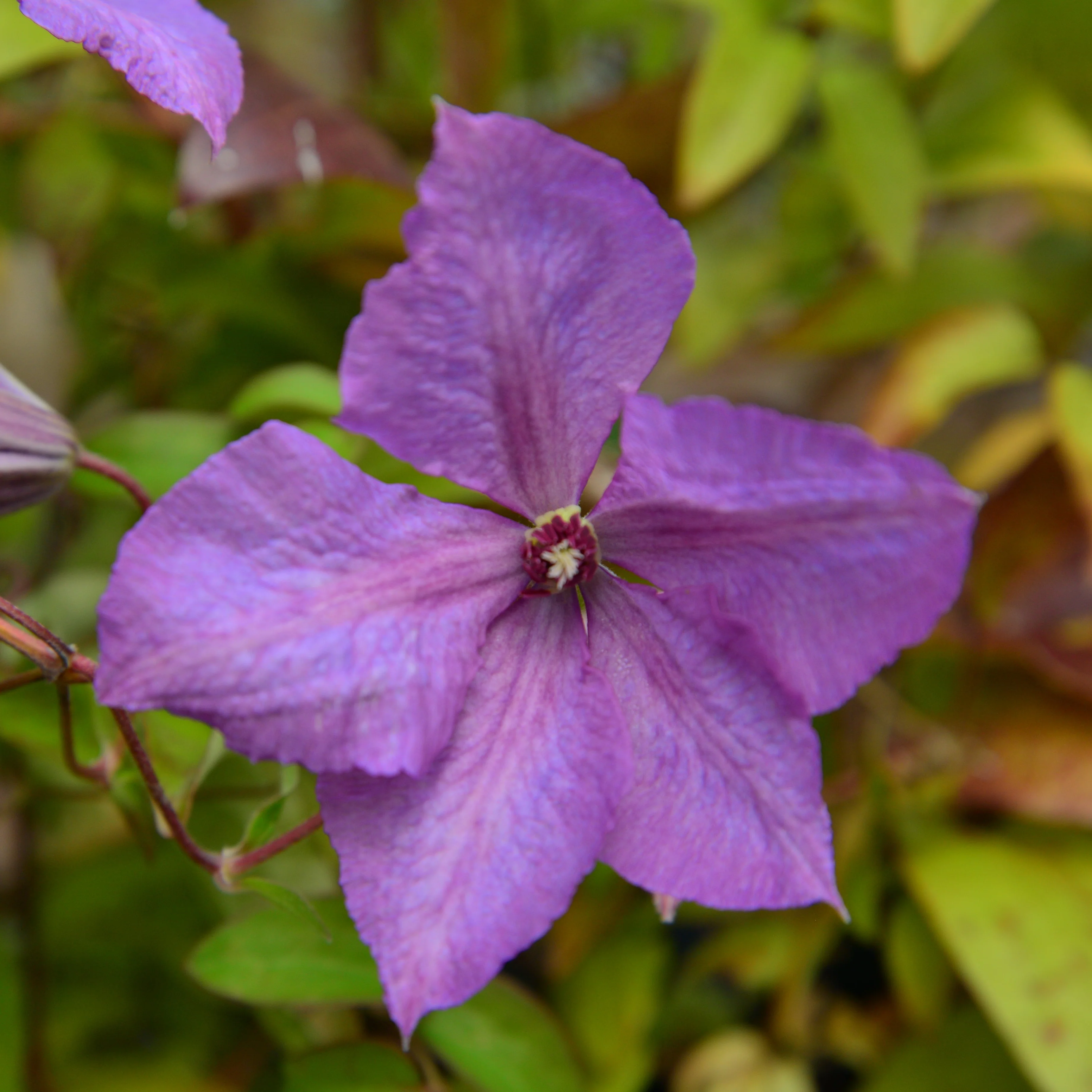 Clematis Margaret Hunt - Image 3