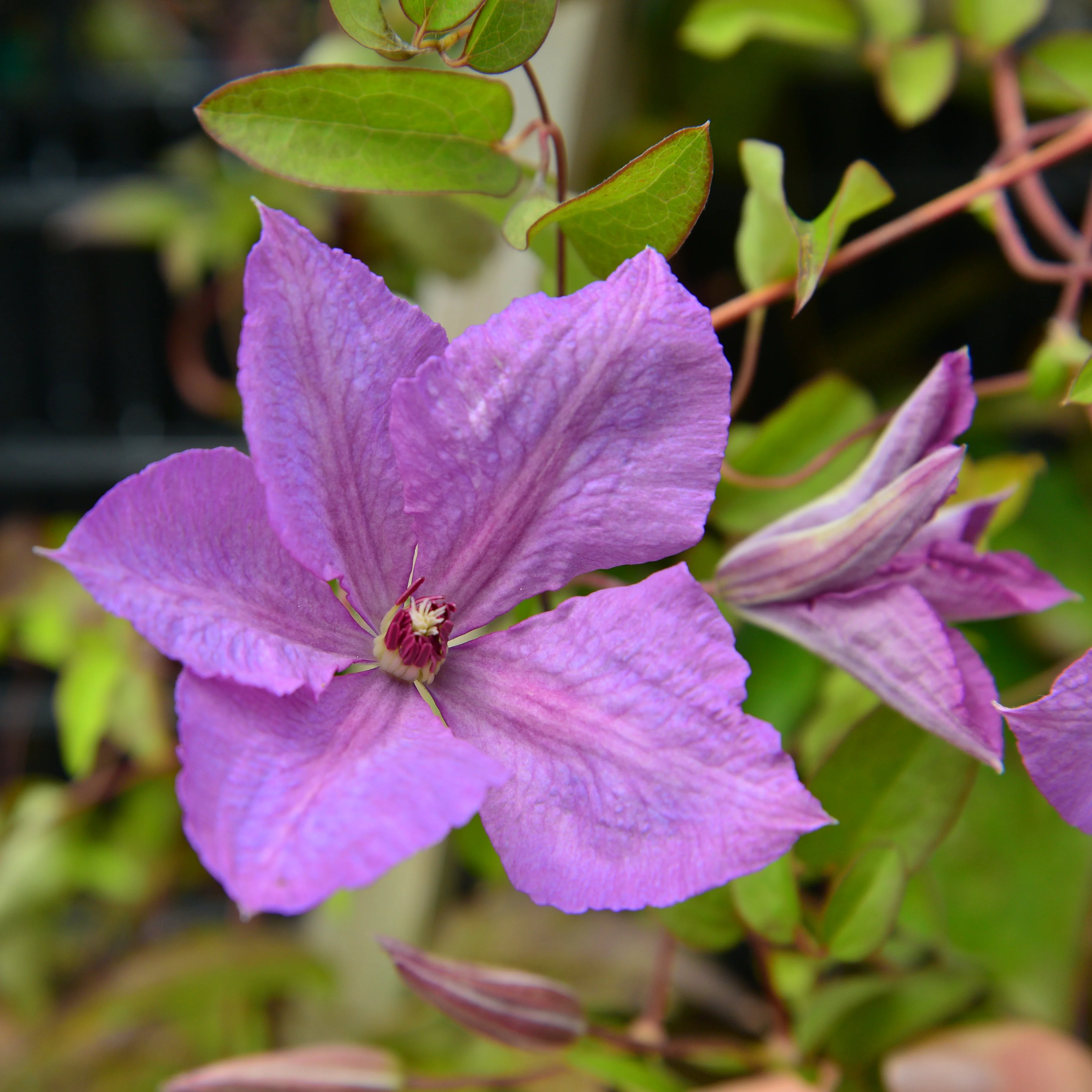 Clematis Margaret Hunt - Image 4